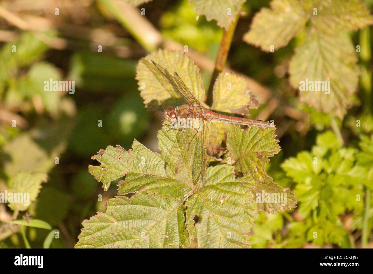 Dragonfly sitting on a leaf. Anisoptera Stock Photo