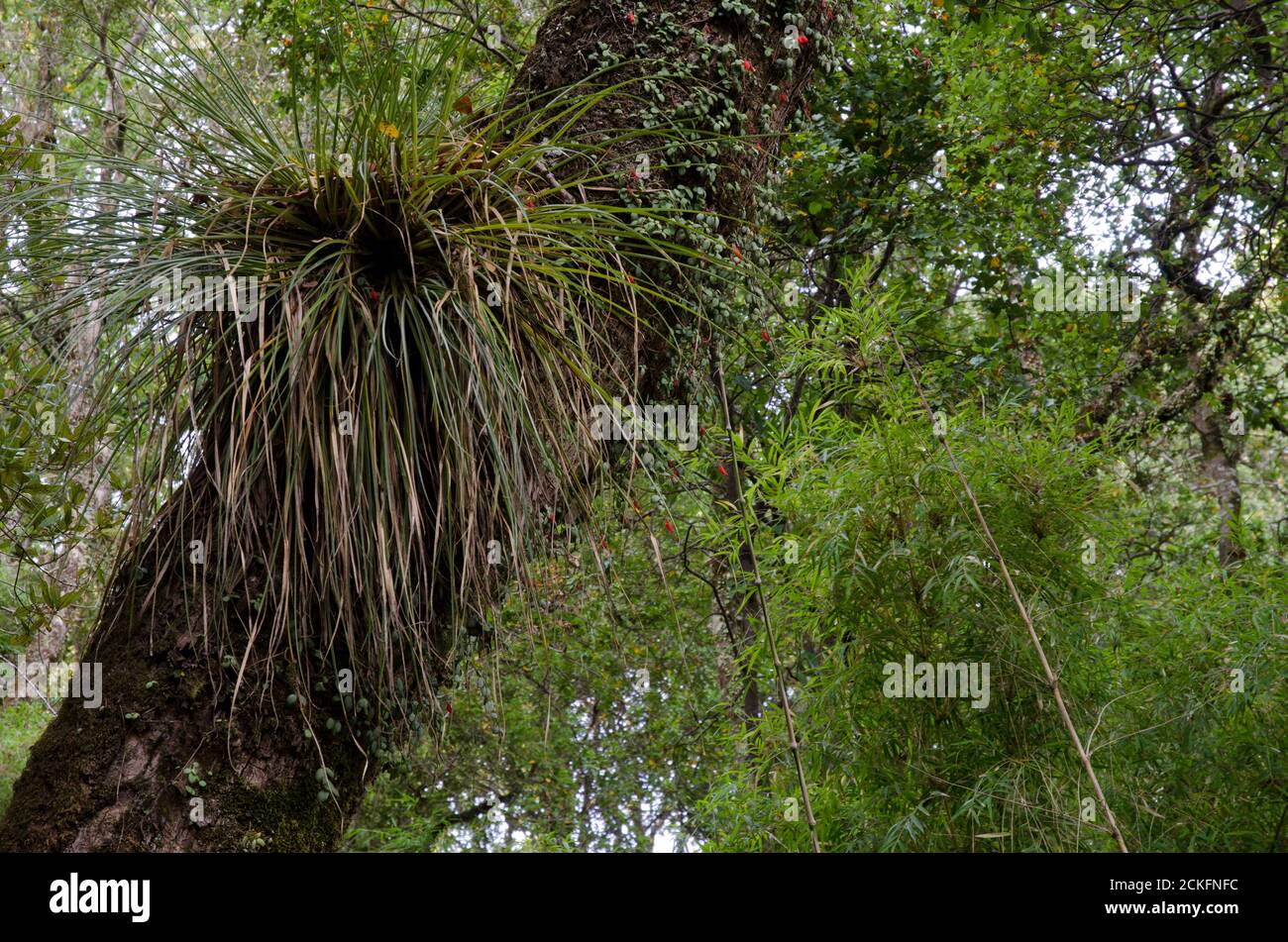 Chupalla Fascicularia bicolor on a tree. Cerro Nielol Natural Monument. Temuco. Araucania Region. Chile. Stock Photo