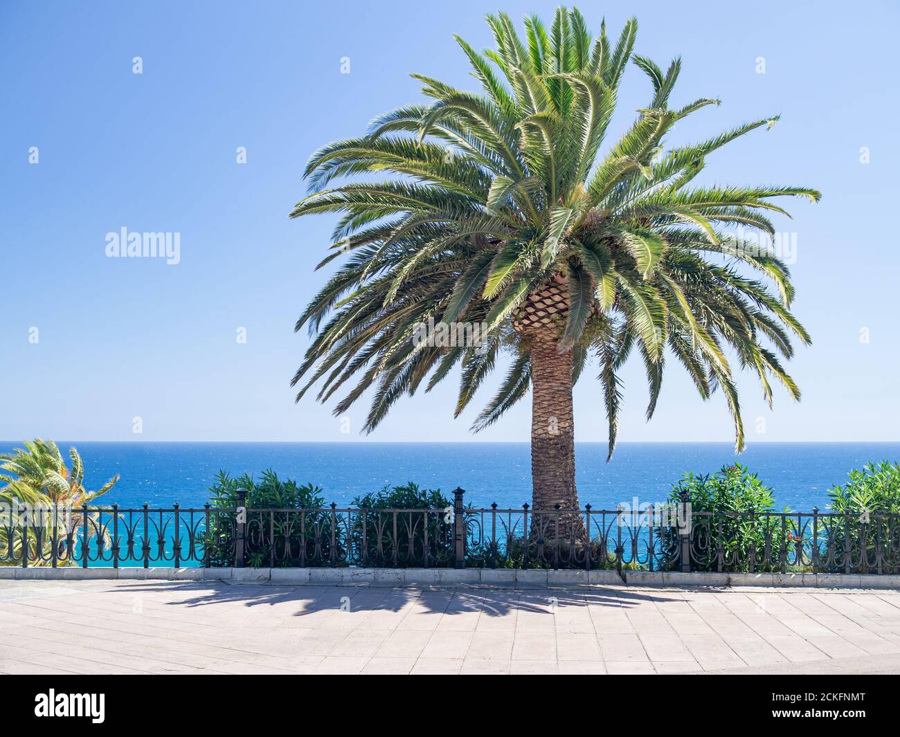 Lonely palm tree  on the blue sky and sea background. Copy space. Stock Photo