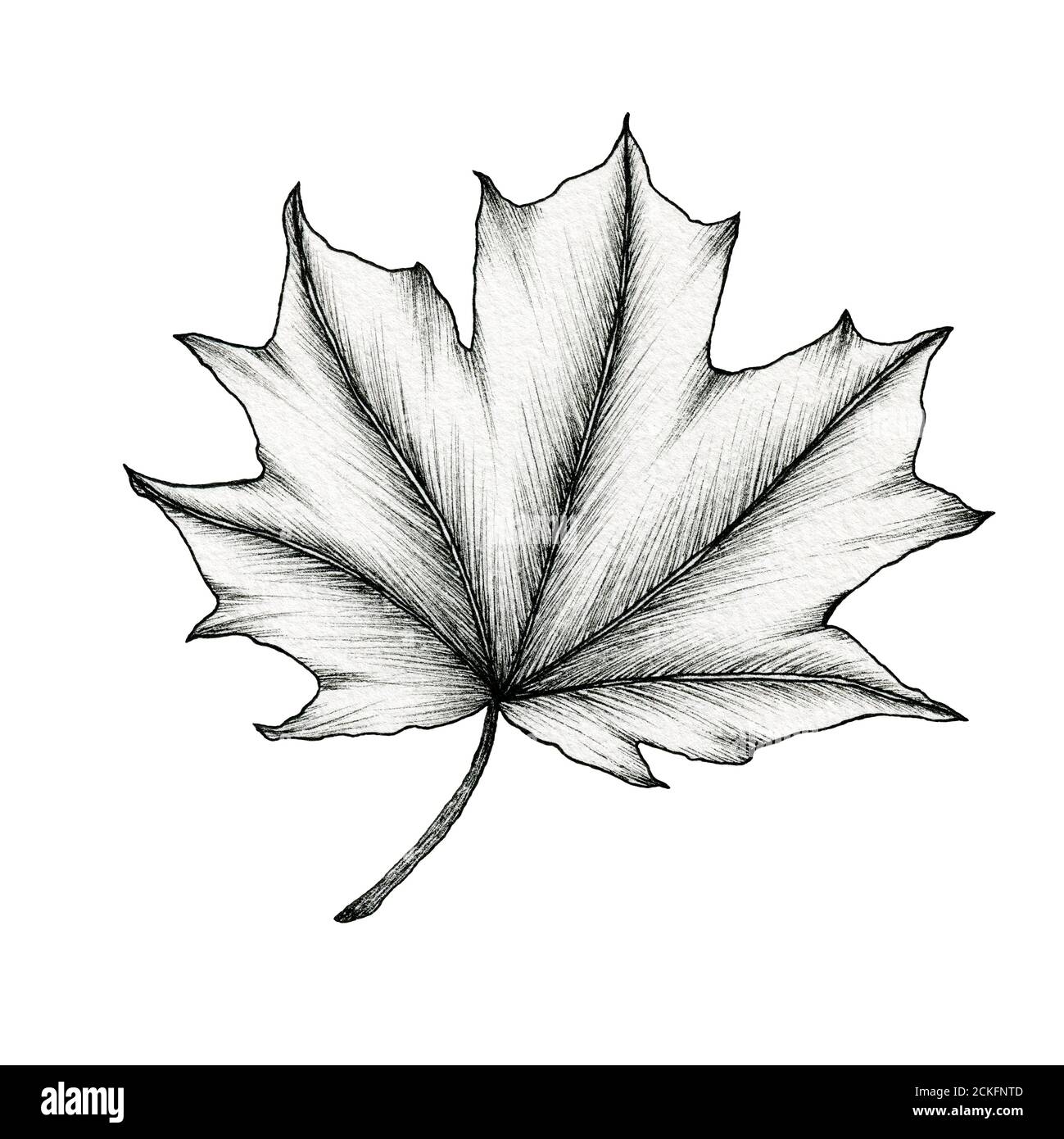 black and white maple leaf isolated on white, line art ink drawing of a