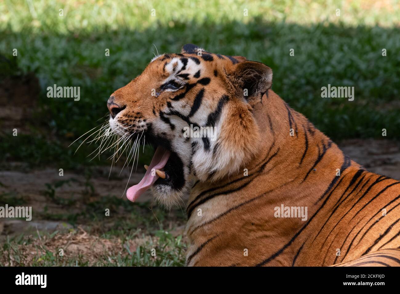 Indian Bengal Tiger (Panthera tigris) in natural habitat shot in the