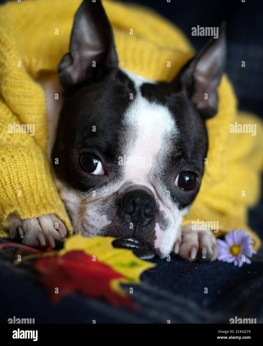 boston terrier dog sweater