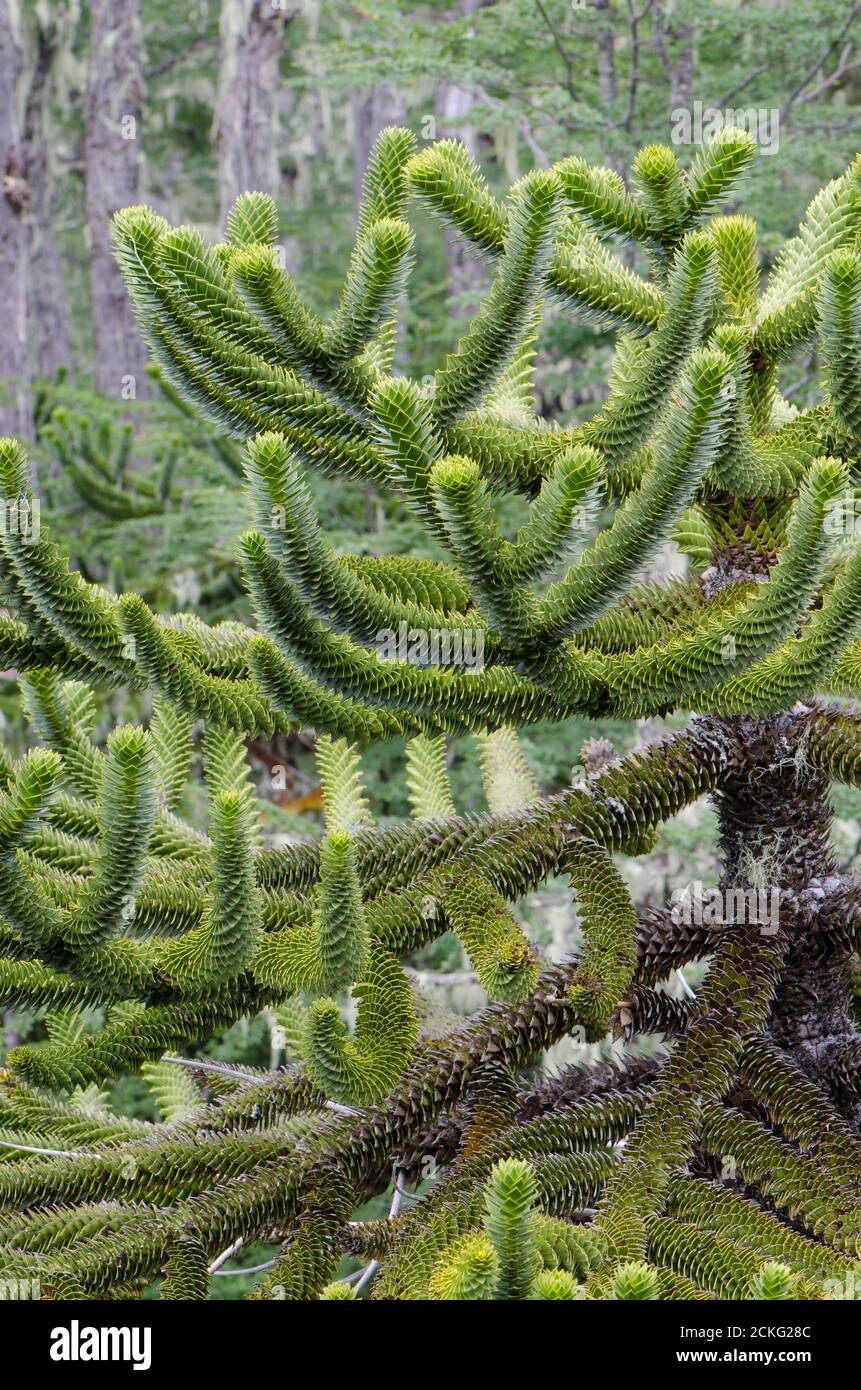 Monkey puzzle tree Araucaria araucana. Conguillio National Park. Araucania Region. Chile. Stock Photo