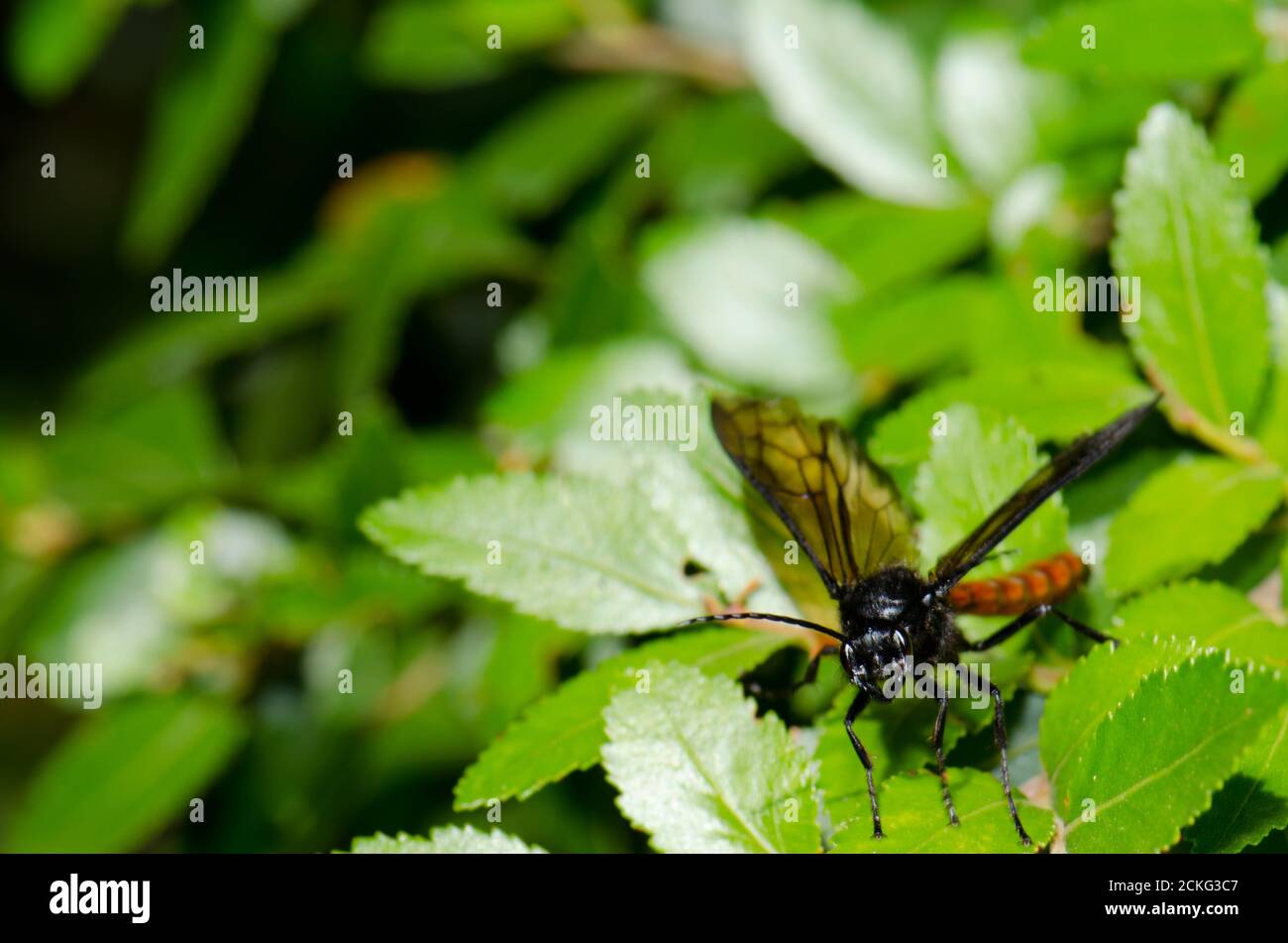 Male wasp Elaphroptera scoliaeformis on the shrub Escallonia leucantha. Conguillio National Park. Araucania Region. Chile. Stock Photo
