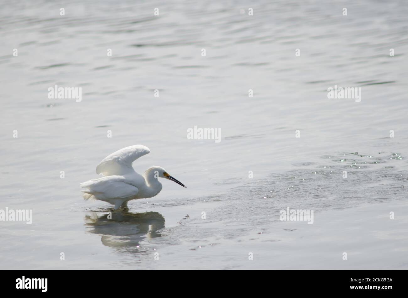 Snowy egret Egretta thula fishing. Angelmo. Puerto Montt. Los Lagos Region. Chile. Stock Photo