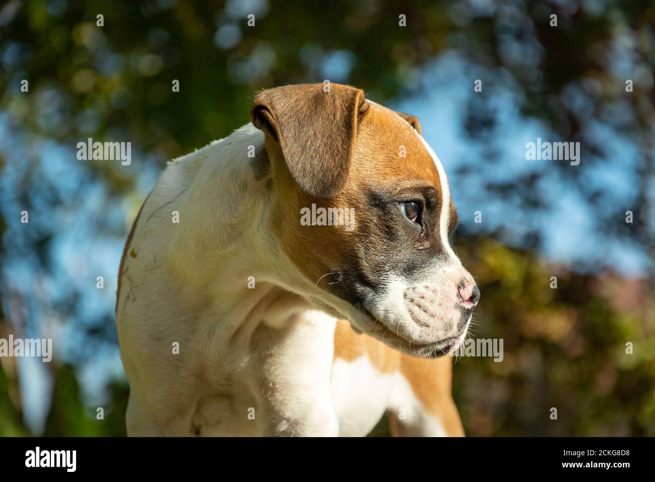 Sideway head puppy hires stock photography and images Alamy