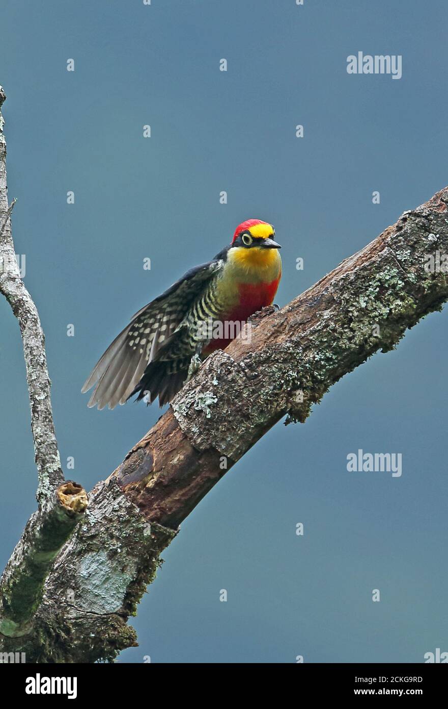 Yellow-fronted Woodpecker (Melanerpes flavifrona) adult male clinging to a dead tree stretching wing  REGUA, Atlantic Rainforest, Brazil    July Stock Photo