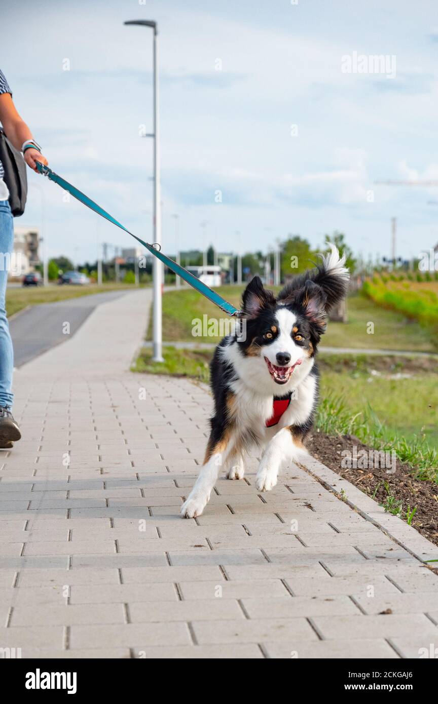 Beautiful woman australian shepherd hi-res stock photography and images ...
