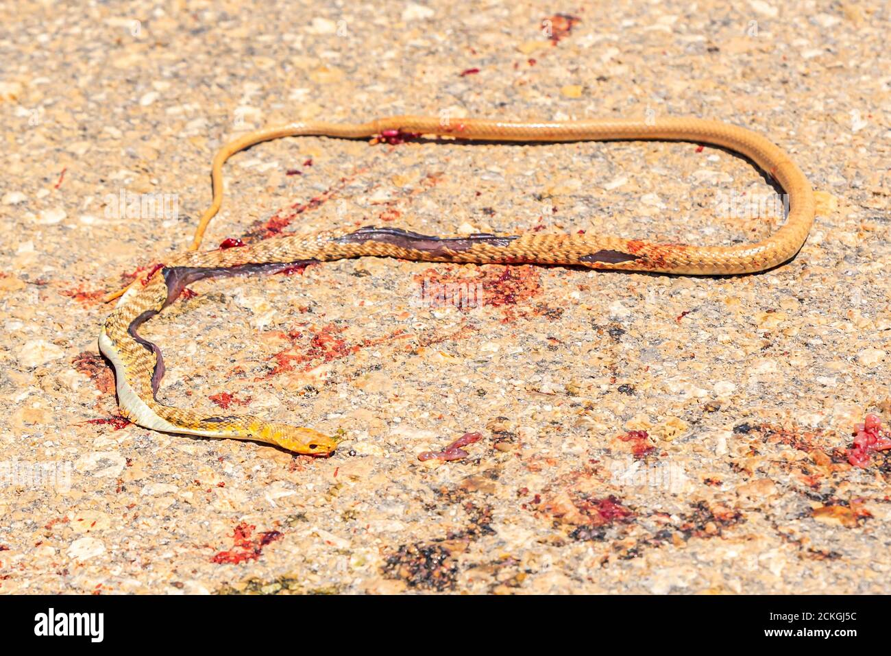 Roadkill. a snake was run over by a vehicle on a road in the Negev Desert, Israel Stock Photo
