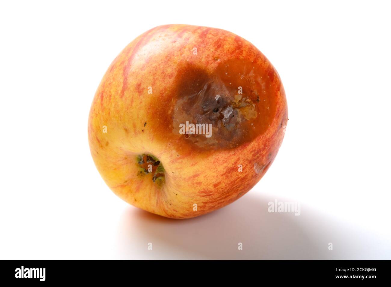 badly rotten apple on a white background Stock Photo - Alamy