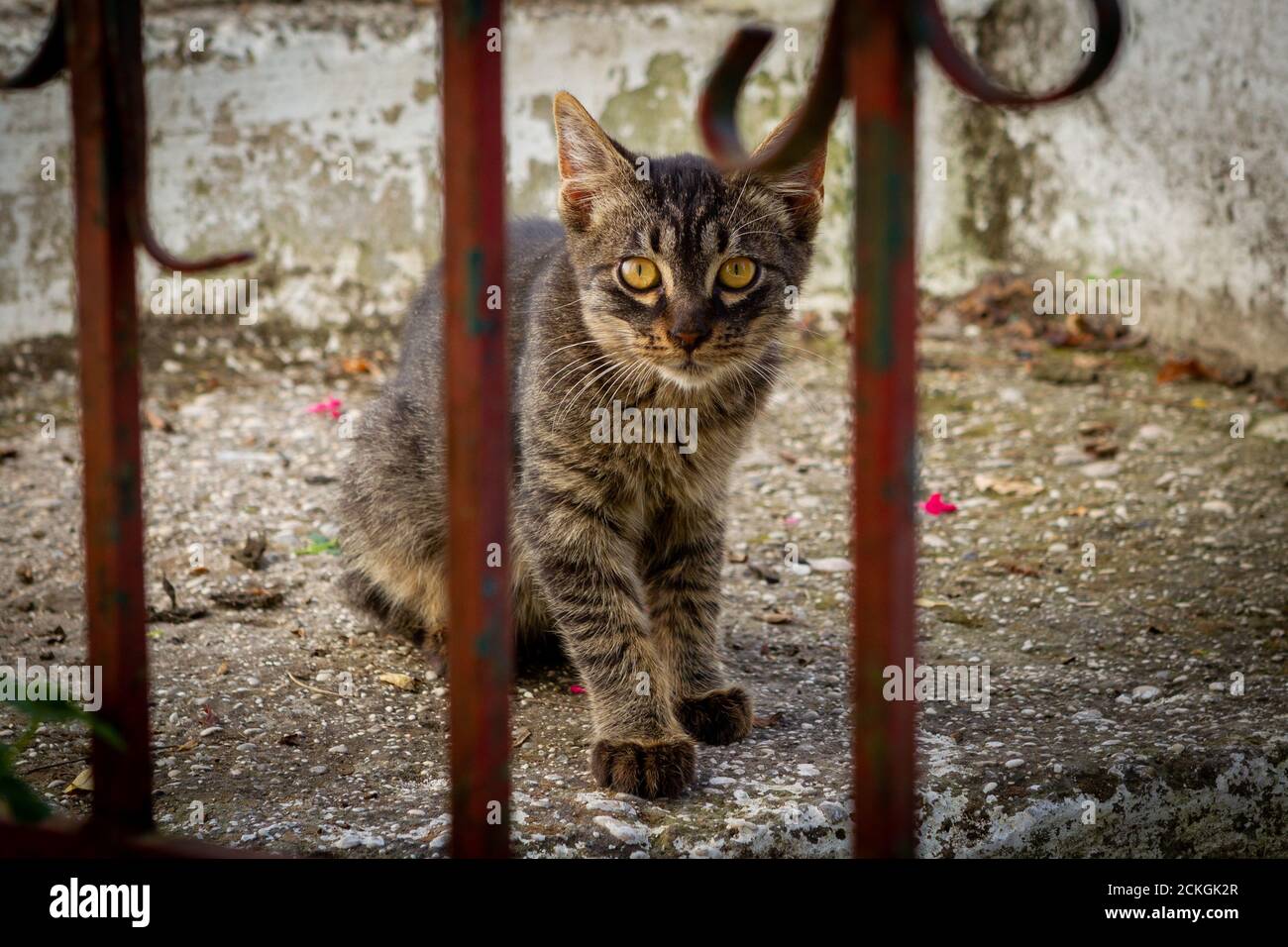 A cute cat who appears to be trapped in a prison. This picture be taken in Grece. His yellow eyes are looking at you. Stock Photo