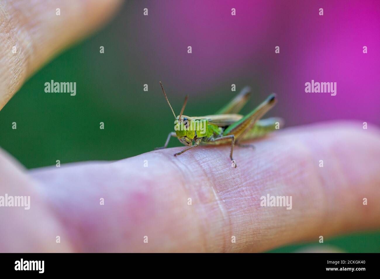 Closeup of a grasshopper on a finger with a beautiful blur background Stock Photo