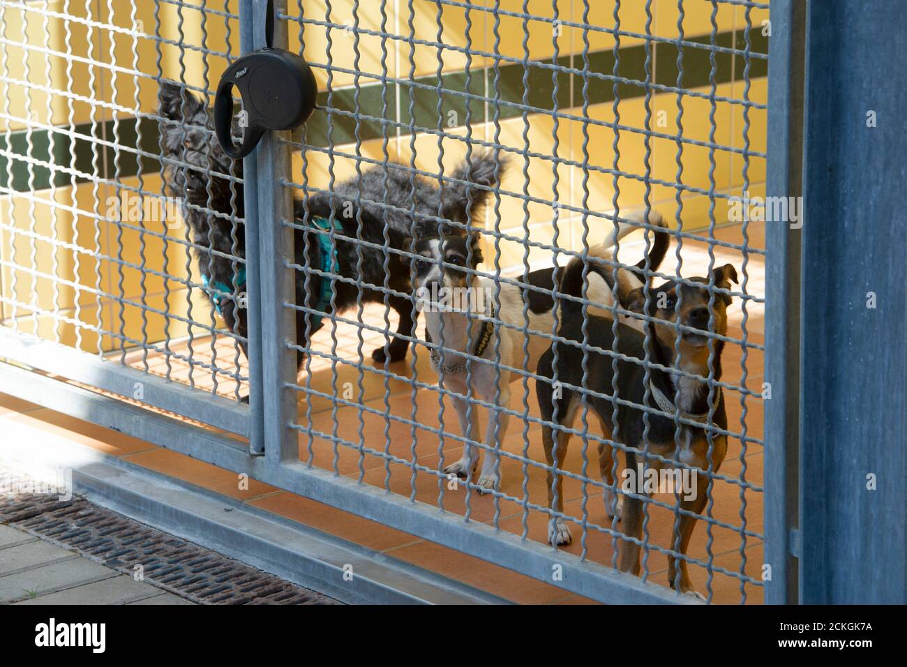 Cologne, Deutschland. 15th Sep, 2020. Dogs in the animal shelter, cage, feature, symbol photo, border motif, actress Cheyenne PAHDE, known from the RTL series, Everything that counts, has taken on the sponsorship of an older dog in the Dellbruecker animal shelter, on September 15, 2020 in Cologne, | usage worldwide Credit: dpa/Alamy Live News Stock Photo