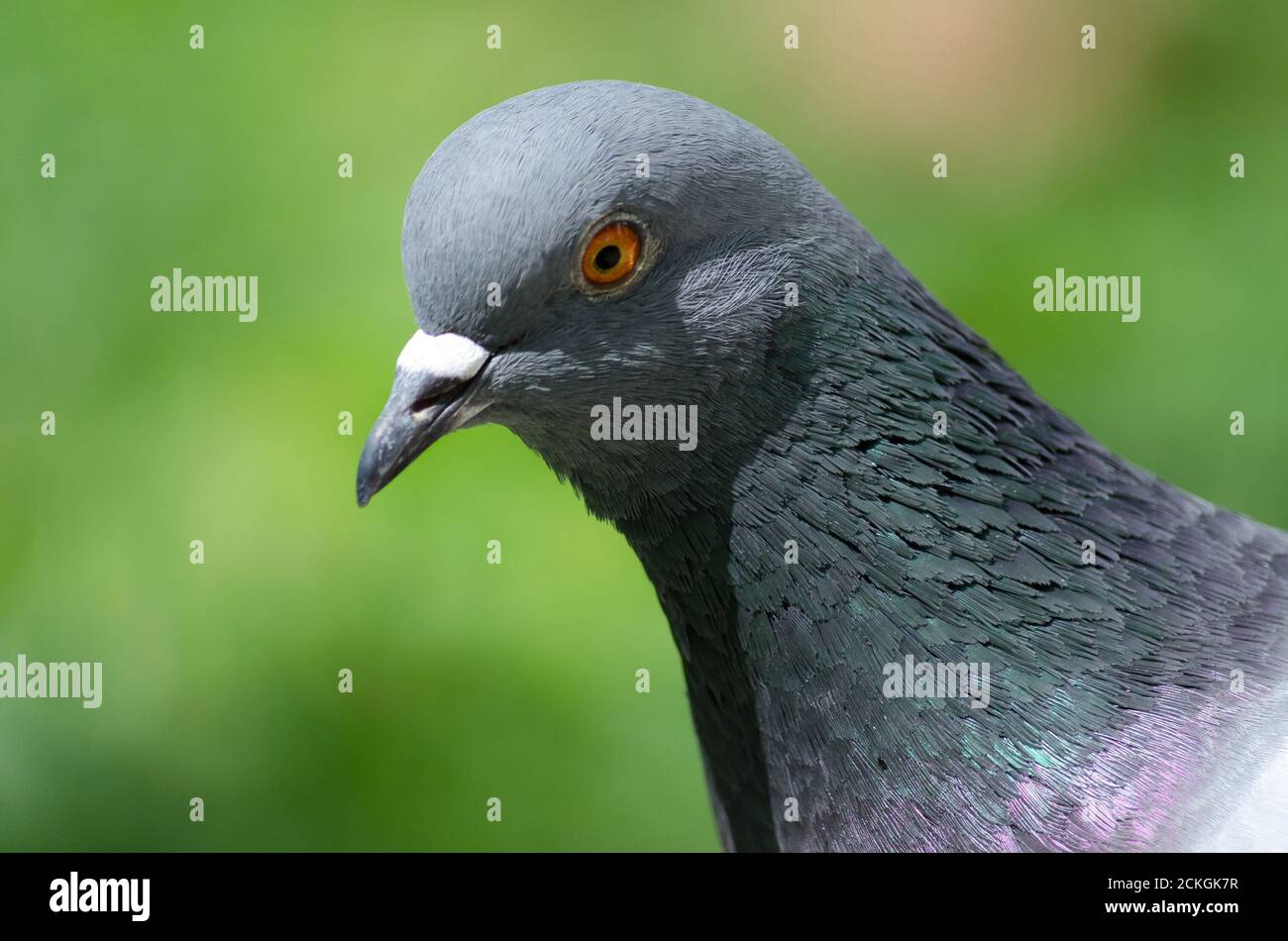 Pigeon head close up in sunlight on a blurry green background Stock Photo