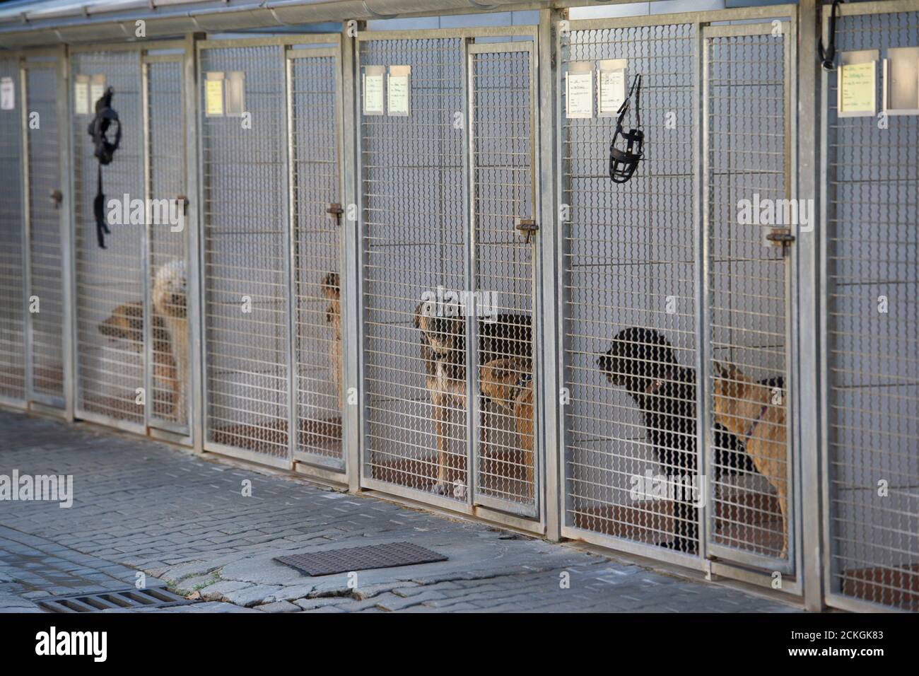 Cologne, Deutschland. 15th Sep, 2020. Dogs in the animal shelter, cage, feature, symbol photo, border motif, actress Cheyenne PAHDE, known from the RTL series, Everything that counts, has taken on the sponsorship of an older dog in the Dellbruecker animal shelter, on September 15, 2020 in Cologne, Â | usage worldwide Credit: dpa/Alamy Live News Stock Photo