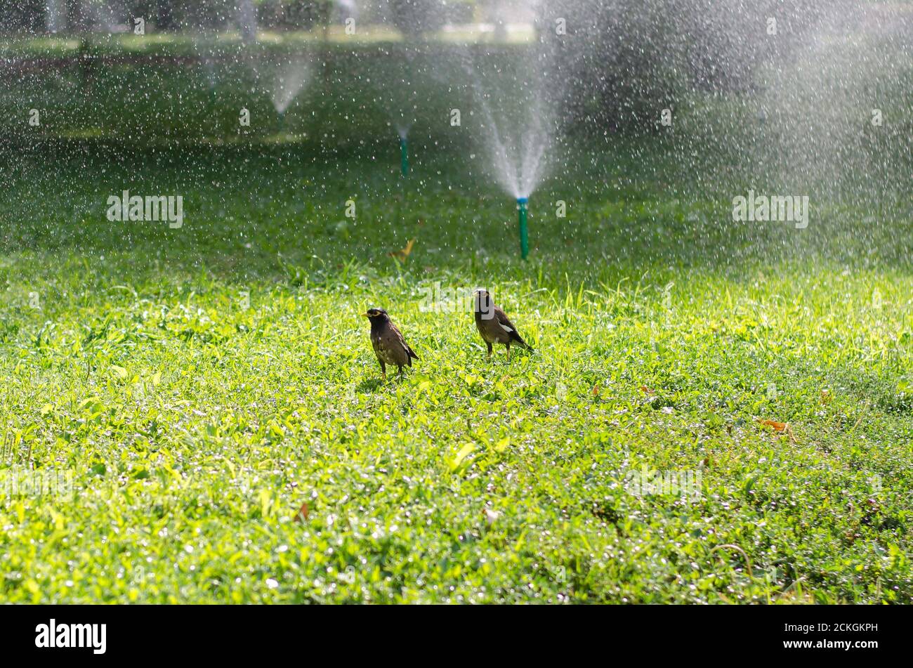 Two wet birds walk on the green grass in the sunlight, around the fountain spray Stock Photo