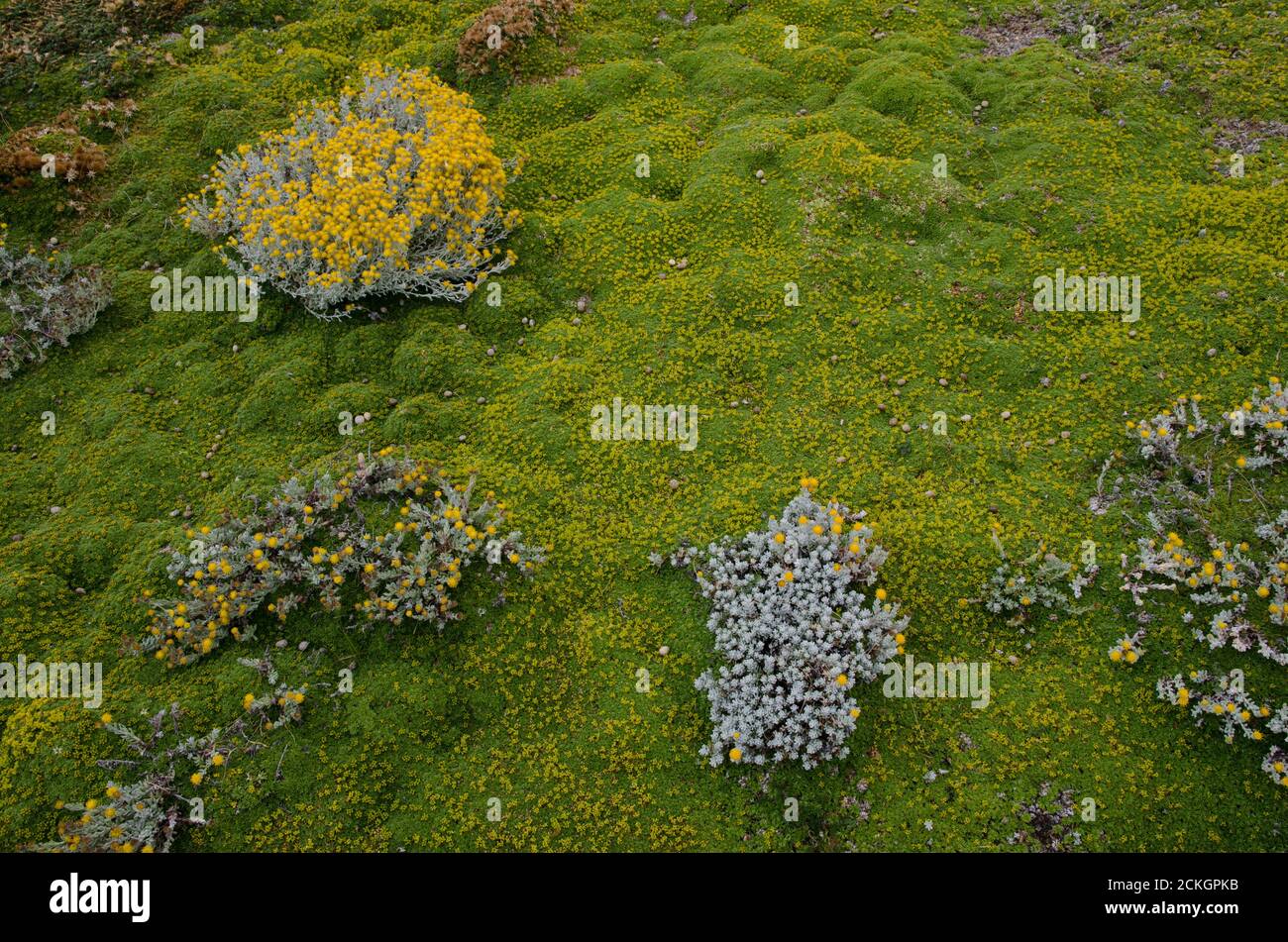 Plants of Senecio sp. and ground covered by vegetation. Otway Sound and Penguin Reserve. Magallanes. Magallanes and Chilean Antarctic Region. Chile. Stock Photo