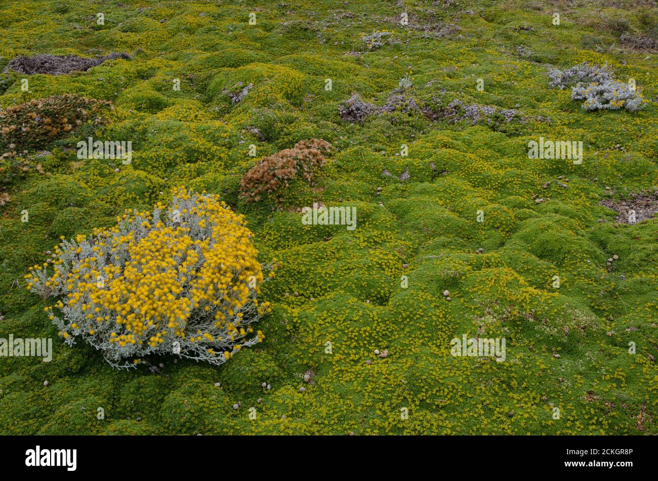 Plant of Senecio sp. in flowering and ground covered by vegetation. Otway Sound and Penguin Reserve. Magallanes and Chilean Antarctic Region. Chile. Stock Photo