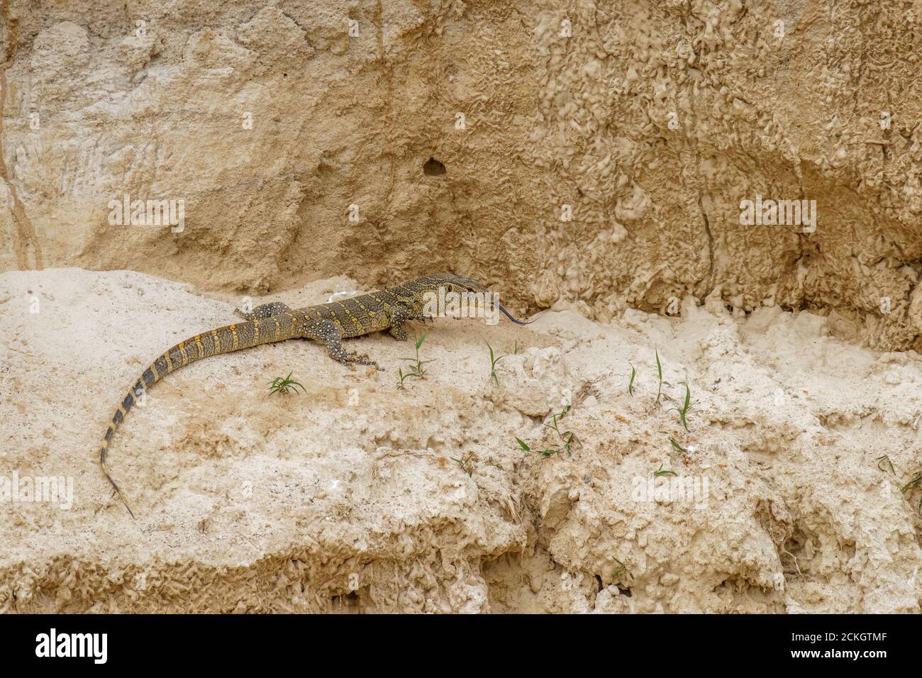 Nile monitor lizard (Varanus niloticus) walking on a sandy bank of the