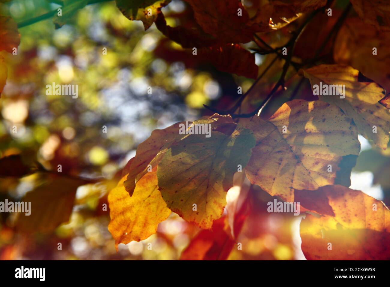 colourful beech leaves closeup with bokeh and selective focus autumn forest  background, surrounded by beautiful afternoon light Stock Photo