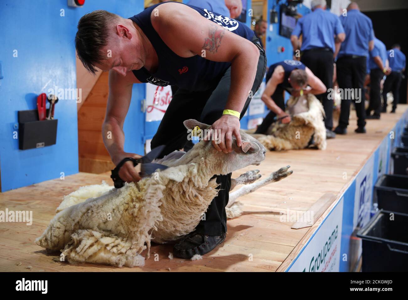 World sheep shearing championships le dorat france hires stock