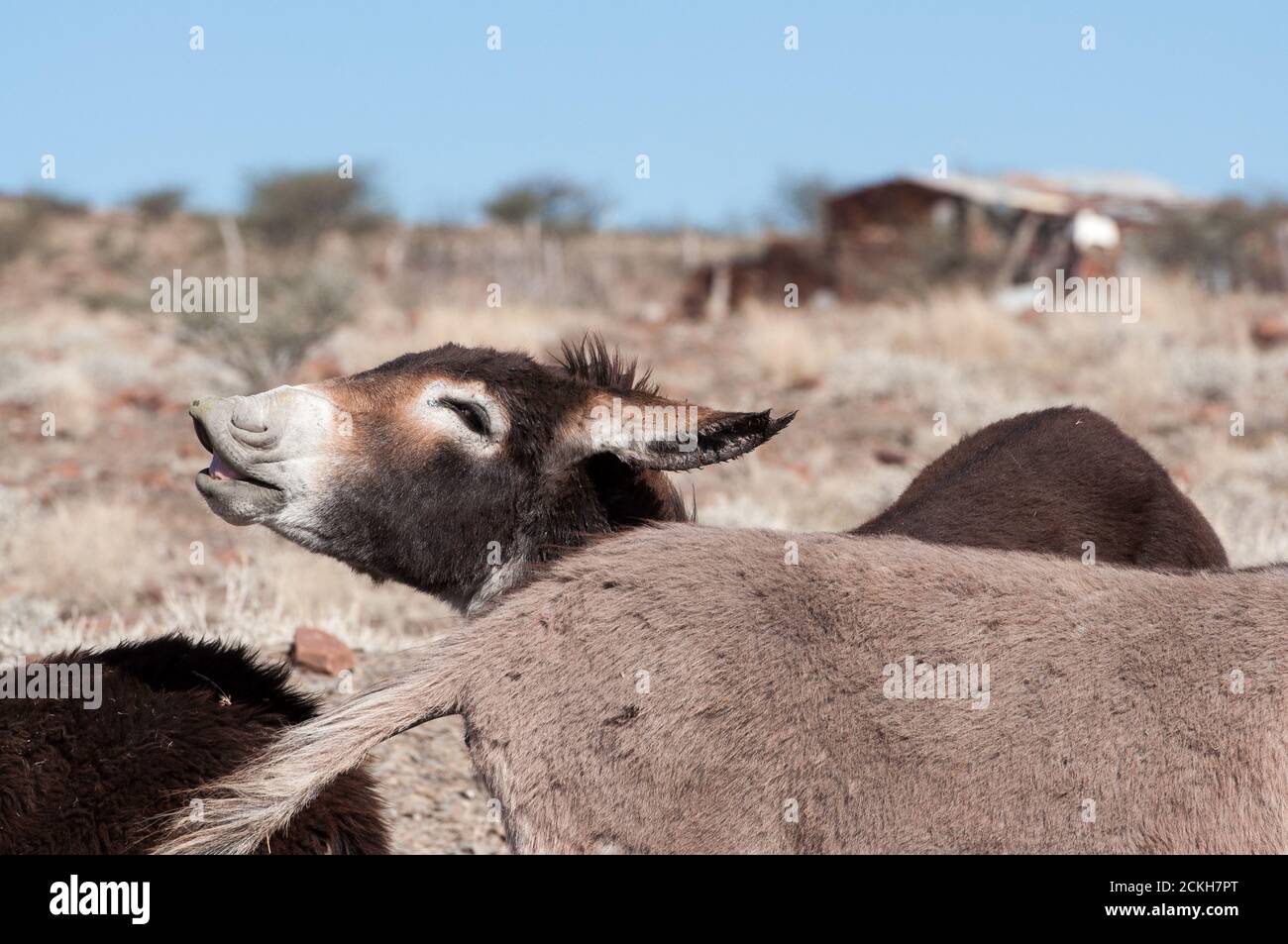 Braying donkey in a village in Namibia Stock Photo - Alamy
