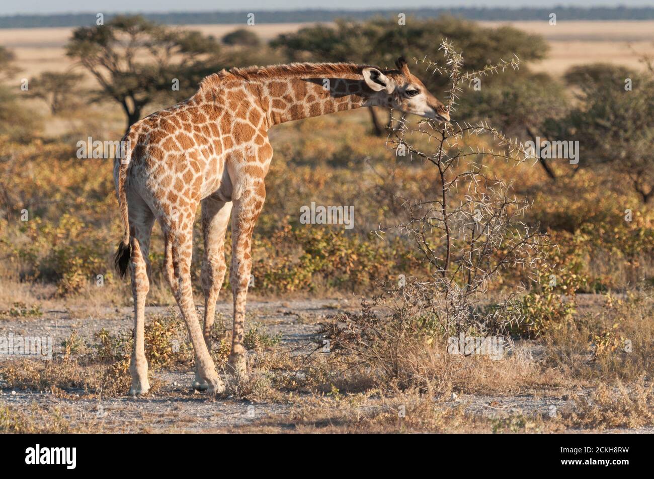 Giraffe baby in the Etosha national park in Namibia Stock Photo
