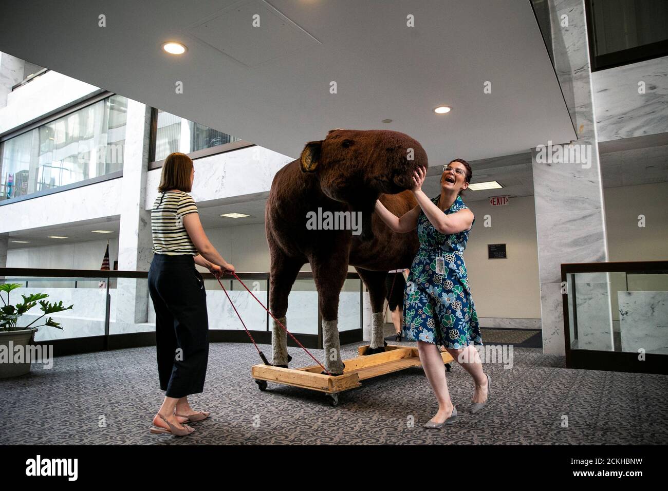 Congressional Staffers Transport Max The Moose To The Office Of Senator Jeanne Shaheen D Nh Before The 10th Annual Experience New Hampshire Reception On Capitol Hill In Washington U S June 4 19 Reuters Al