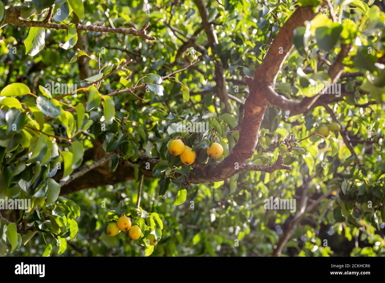 pears growing on a pear tree with sunlight shining through the leaves Stock Photo