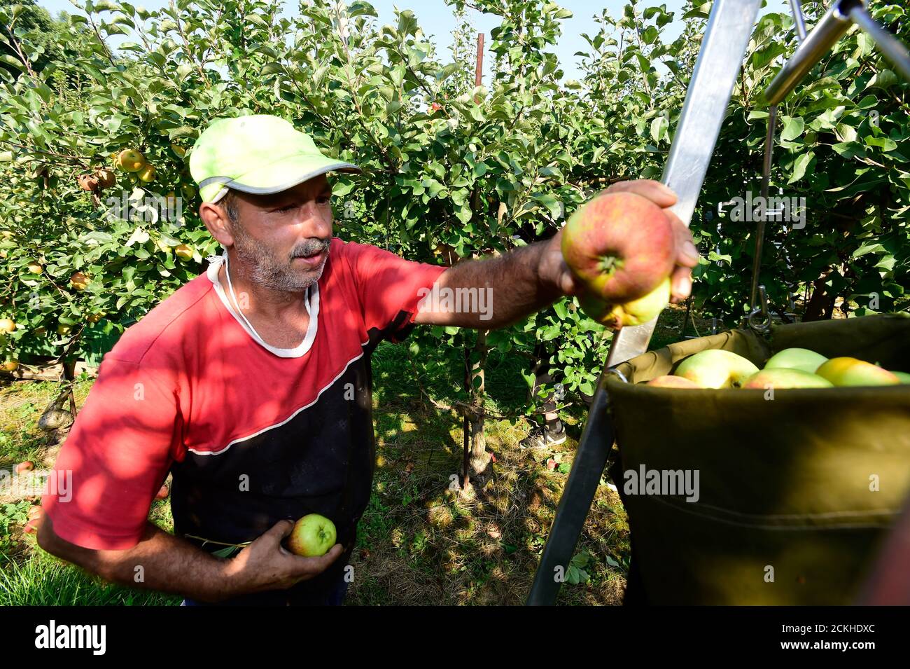 Vilemov, Czech Republic. 16th Sep, 2020. Harvest of apples in an apple orchard of Collective farm Senice, on September 16, 2020, in Vilemov, Olomouc Region, Czech Republic. Credit: Ludek Perina/CTK Photo/Alamy Live News Stock Photo