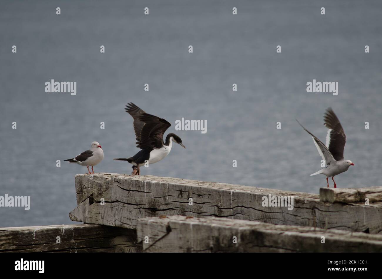 Imperial shag Leucocarbo atriceps and dolphin gulls Leucophaeus scoresbii. Loreto pier. Punta Arenas. Magallanes and Chilean Antarctic Region. Chile. Stock Photo