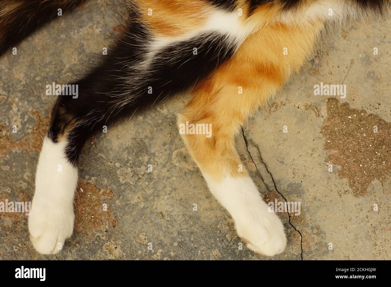 two tricolor kitty paws on the stone floor, top view Stock Photo