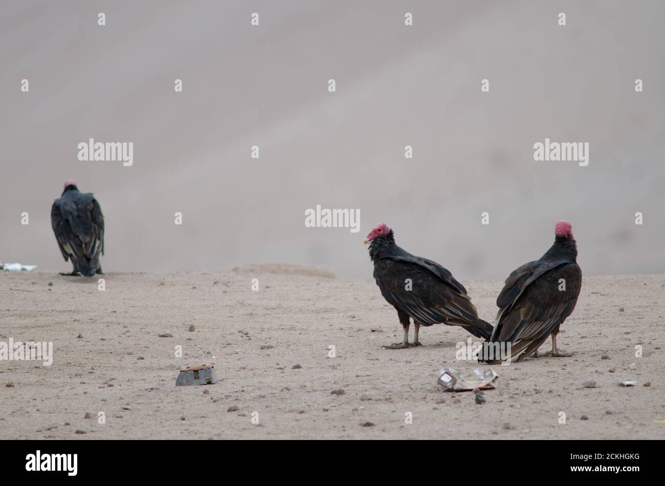 Turkey vultures Cathartes aura in the Lluta valley. Arica y Parinacota