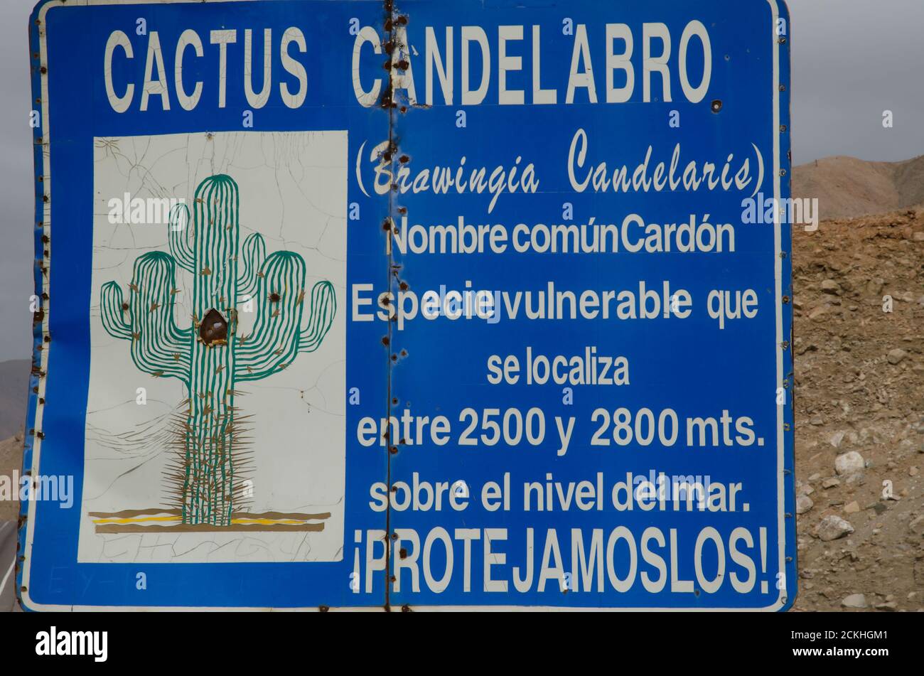 Information sign on cactus Browningia candelaris in the Arica y Parinacota Region. Chile. Stock Photo