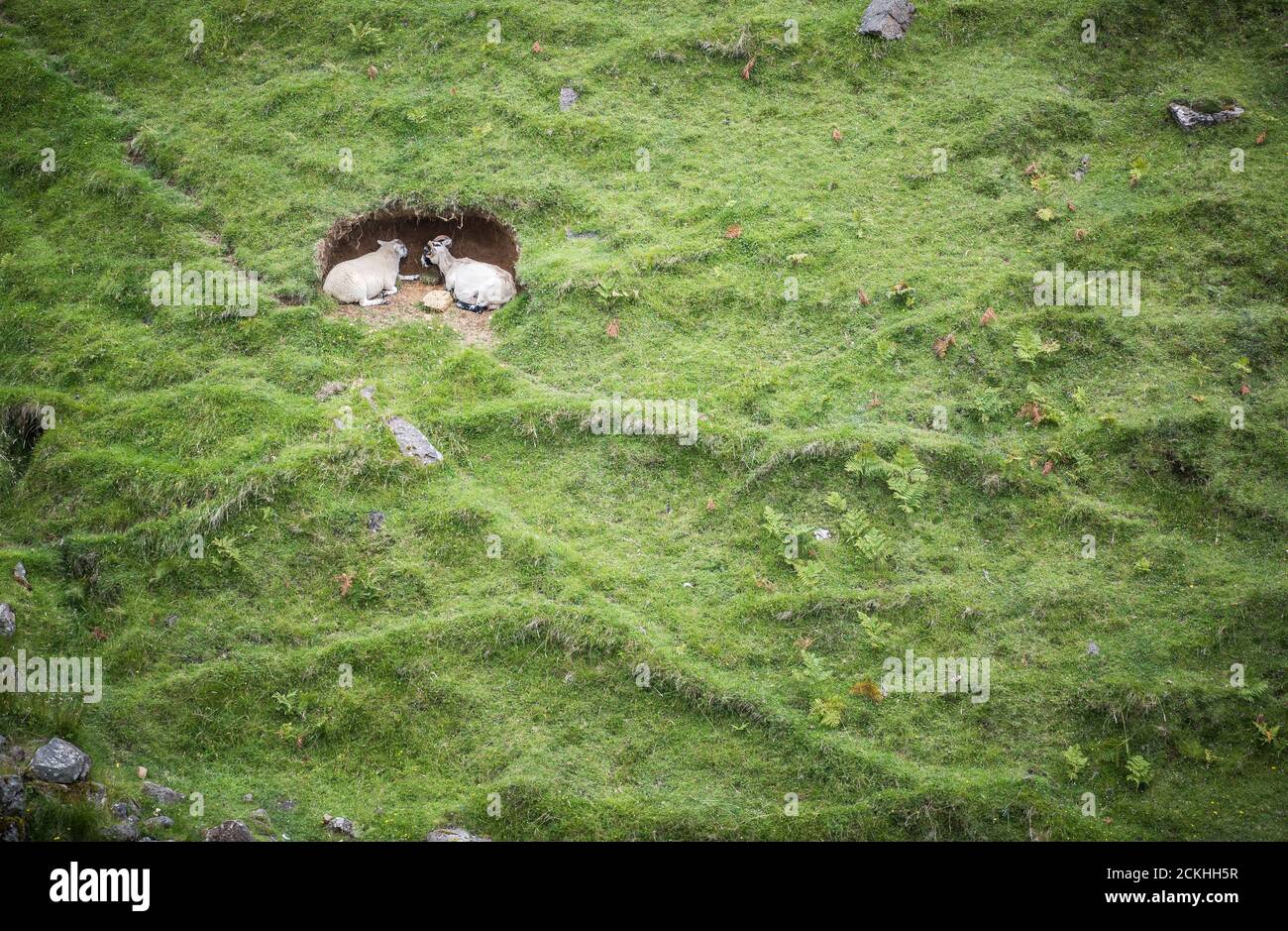 A sheep and a goat hides at the hole on the side of a hill on the Isle of Skye, Scotland Stock Photo
