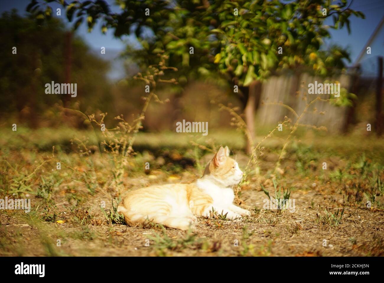 happy ginger white cat rest in sunny summer garden Stock Photo