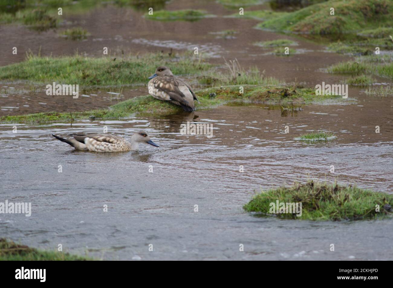 Andean crested ducks Lophonetta specularioides alticola . Lauca River. Lauca National Park. Arica y Parinacota Region. Chile. Stock Photo