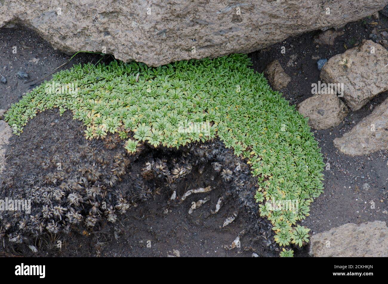 Plant Werneria aretioides in Lauca National Park. Arica y Parinacota Region. Chile. Stock Photo
