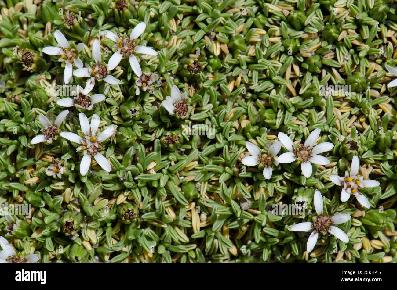 Plant Werneria aretioides in flower. Lauca National Park. Arica y Parinacota Region. Chile. Stock Photo