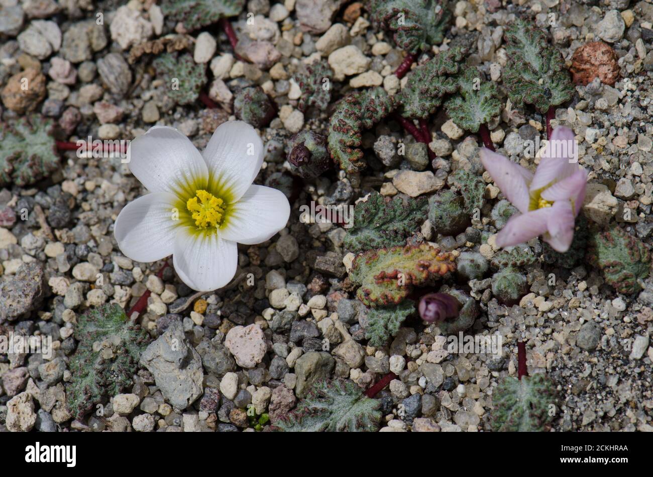 Plant Nototriche rugosa in flower. Lauca National Park. Arica y Parinacota Region. Chile. Stock Photo