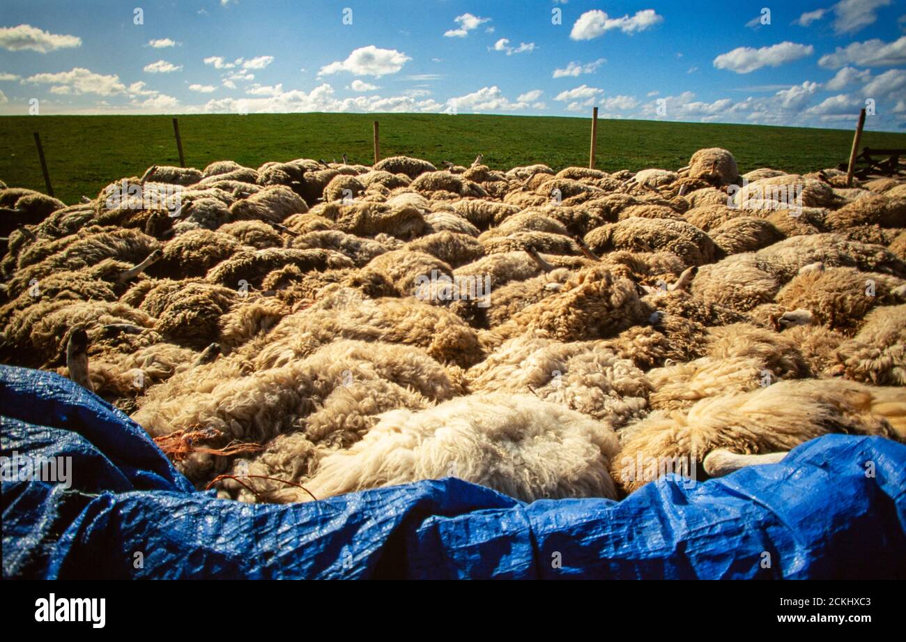 About the outbreak of foot mouth disease in the uk hires stock