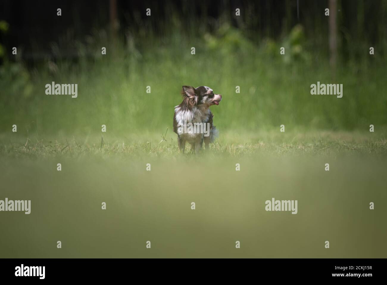 Small mottled Chihuahua rescue dog stands on a lawn Stock Photo