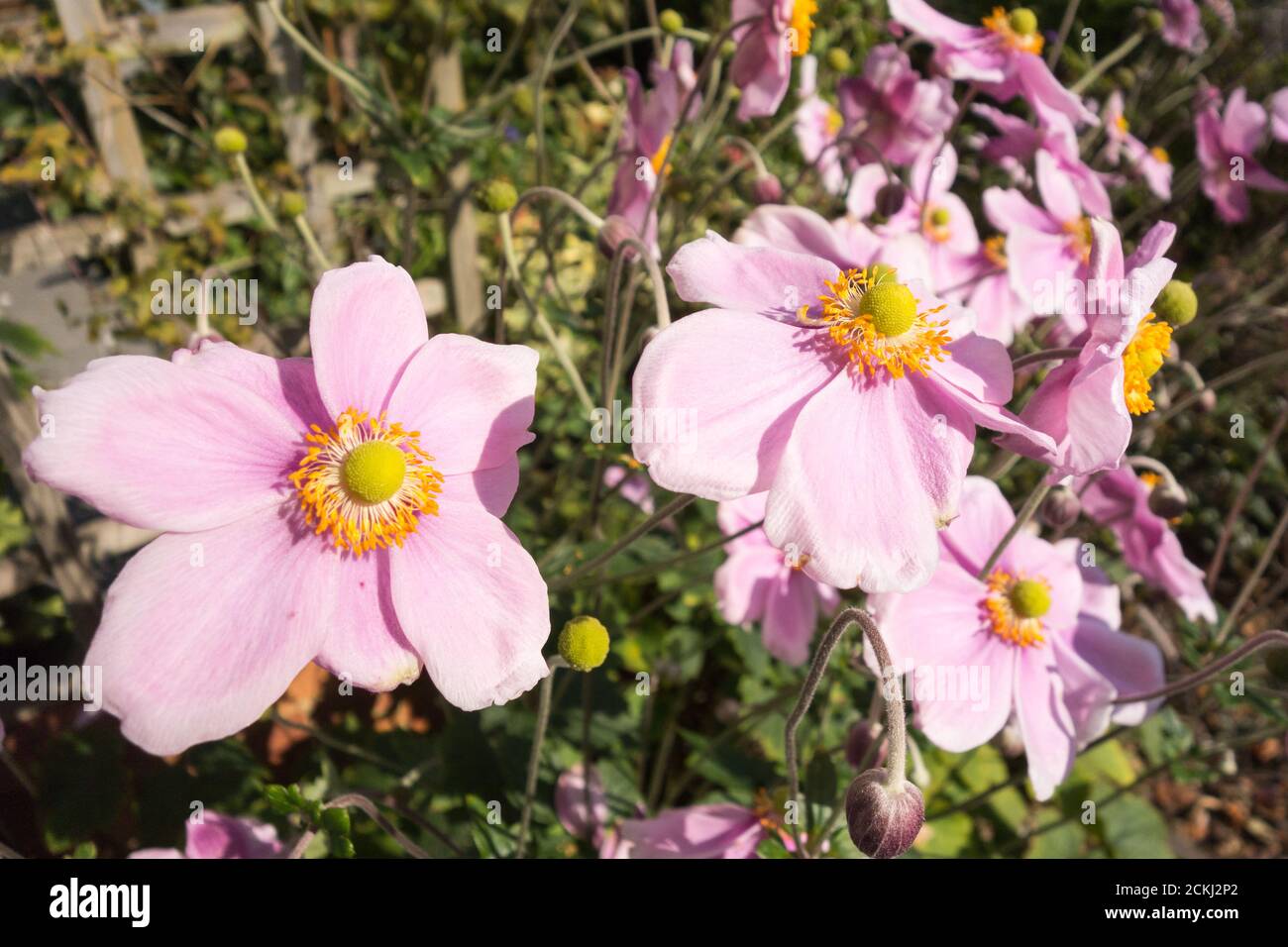 Flowering anemones hires stock photography and images Alamy
