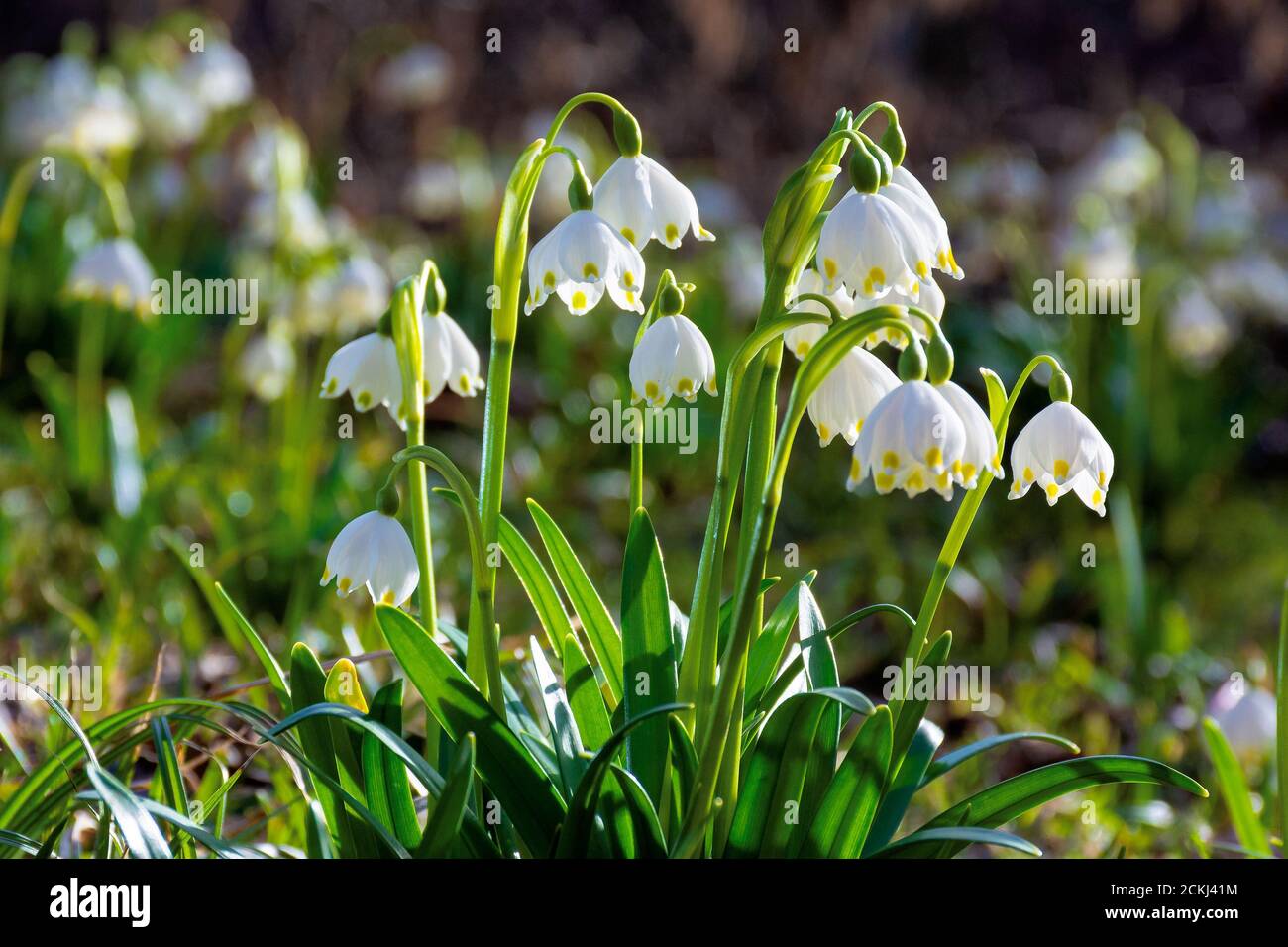 bunch of snowflake flowers on the forest glade. spring nature background on a sunny day Stock Photo