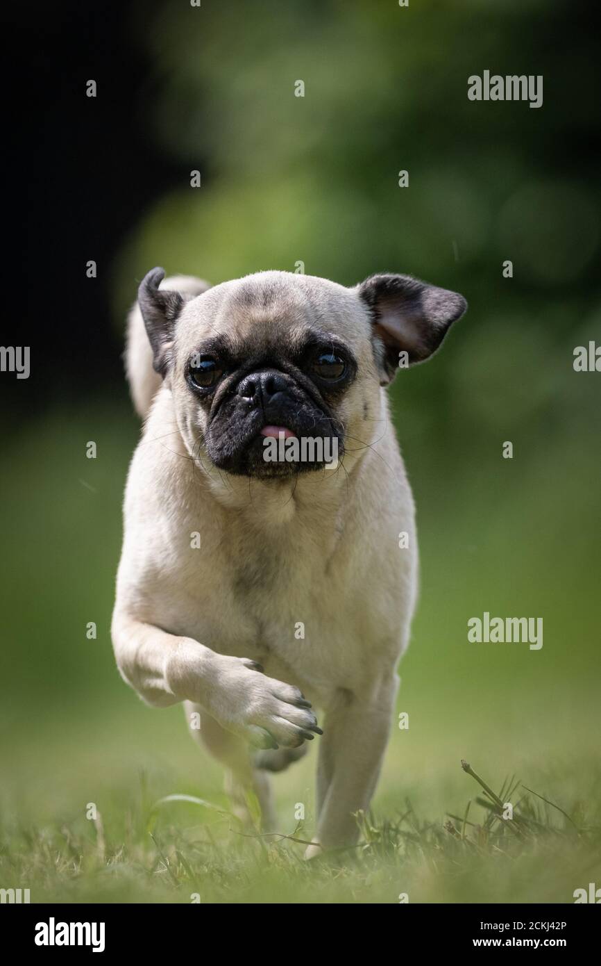Small beige Pug rescue dog walks on a lawn Stock Photo