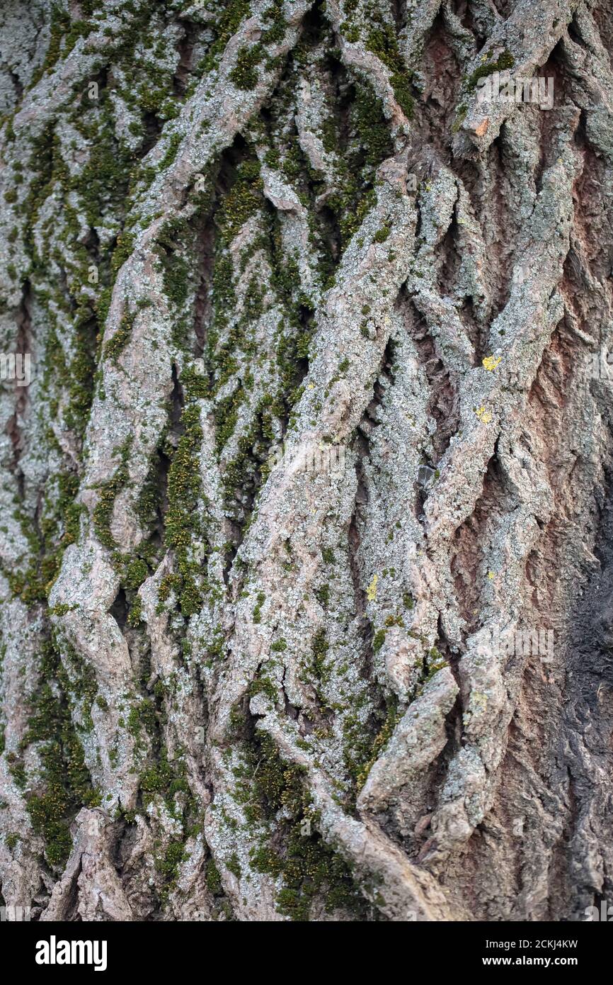 The bark of an old tree overgrown with moss. Stock Photo