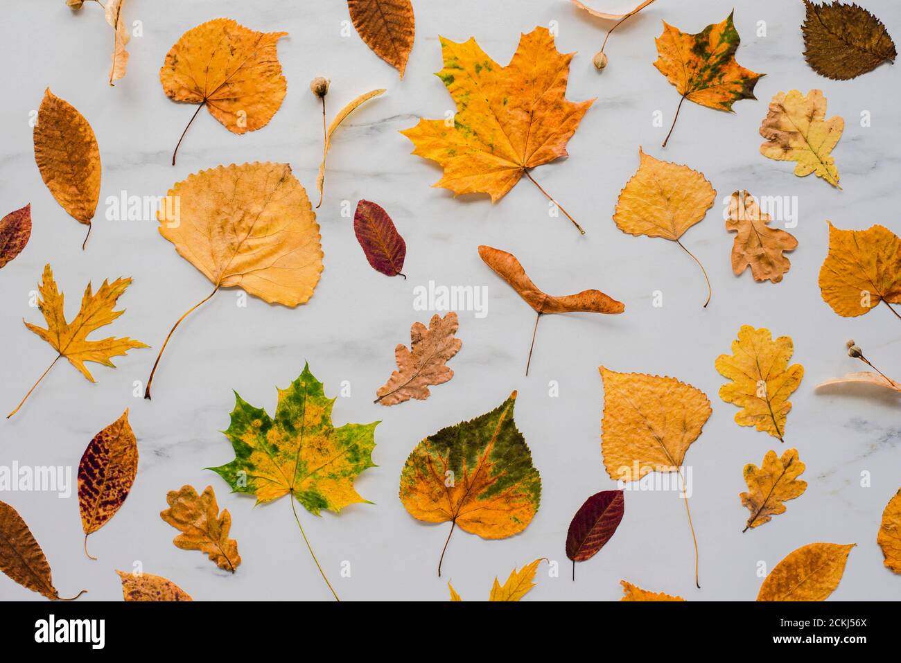 Colorful dry Autumn leaves on marble background. Flat lay, top view Stock Photo
