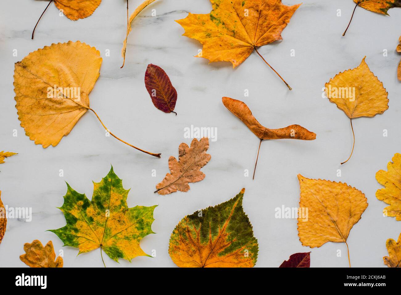 Colorful dry Autumn leaves on marble background. Flat lay, top view Stock Photo