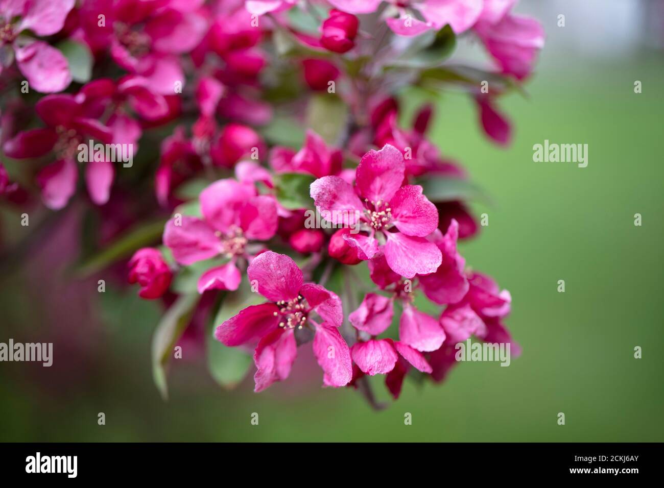 Bright purple red blossoming of a paradise apple tree or crab apple tree in botanical garden. Stock Photo