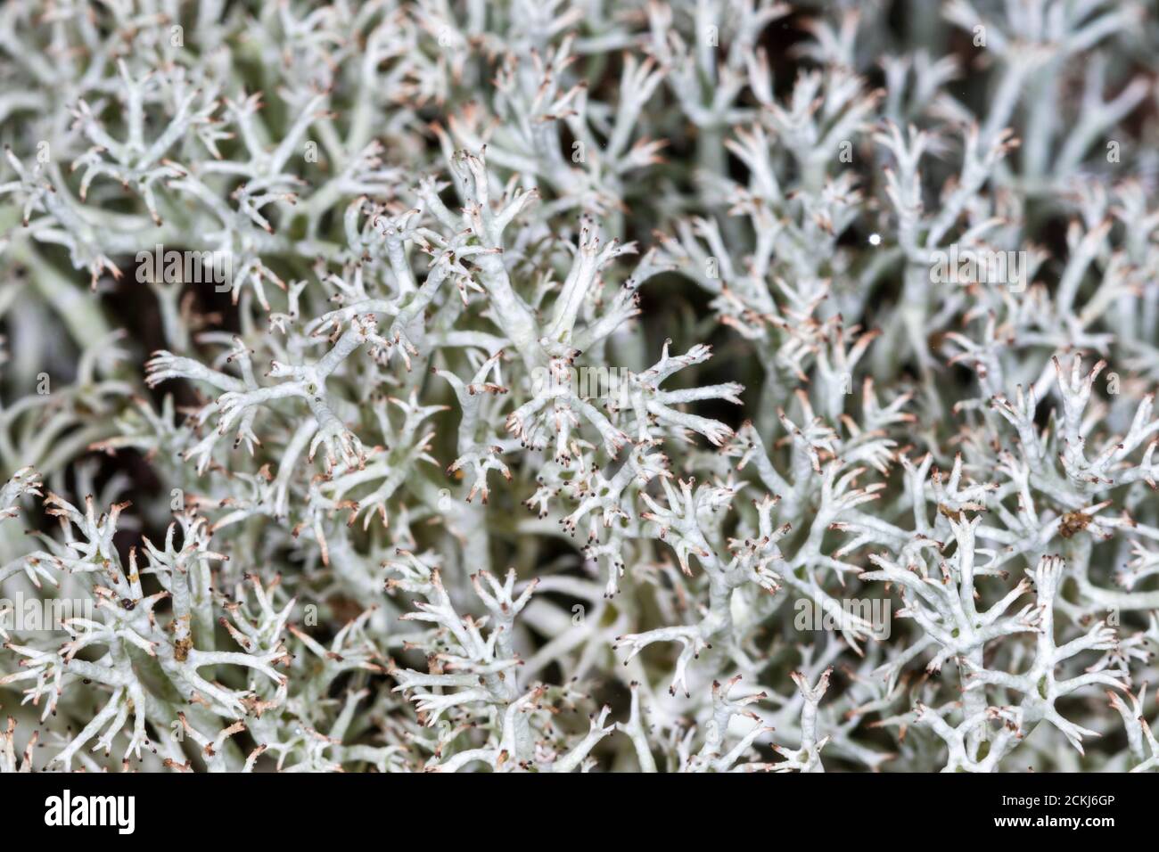 A close-up view of the Cladonia rangiferina, also known as reindeer lichen Stock Photo
